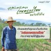 ผงมะระขี้นก 1 กิโลกรัม ลูกล้วนไม่ผสมเถา (วัตถุดิบสมุนไพร ราคาส่งสอบถามได้)