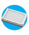 96 well plate