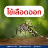 ไข้เลือดออก ไข้เลือดออก