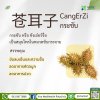 กระจับ (CangErZi) กระจับ (CangErZi)