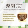 Chai Hu (柴胡)