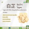 Bai Zhi (白芷) Bai Zhi (白芷)
