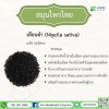 Nigella sativa