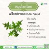 เหงือกปลาหมอ (Sea holly)