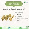 เถาสะค้าน (Piper interruptum)