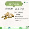 เถาวัลย์เปรียง (Jewel Vine)