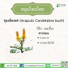 ชุมเห็ดเทศ (Acapulo / Candelabra Bush) ชุมเห็ดเทศ (Acapulo / Candelabra Bush)