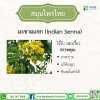 มะขามแขก (Indian Senna) มะขามแขก (Indian Senna)