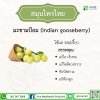 มะขามป้อม (Indian Gooseberry) มะขามป้อม (Indian Gooseberry)
