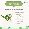 ทองพันชั่ง (Snake Jasmine)
