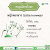 หญ้าดอกขาว (Little Ironweed)