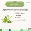 หญ้าปักกิ่ง (Murdannia bracteata)