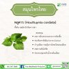พลูคาว (Houttuynia cordata) พลูคาว (Houttuynia cordata)