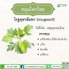 โกฐจุฬาลัมพา (Mugwort)