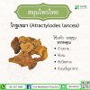 Atractylodes lancea (Kot Khema / Cang Zhu 苍术)