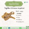 โกฐเชียง (Chinese Angelica) โกฐเชียง (Chinese Angelica)