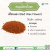 เทียนแดง (Red Wax Flower) เทียนแดง (Red Wax Flower)