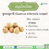 Quercus Infectoria (Nutgall / Majuphal)