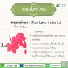 เจตมูลเพลิงแดง (Plumbago indica L.) เจตมูลเพลิงแดง (Plumbago indica L.)