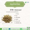 ผักชีลา (Apiaceae) ผักชีลา (Apiaceae)
