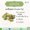 มะเดื่อชุมพร (Cluster Fig) มะเดื่อชุมพร (Cluster Fig)