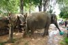 Visit Ban Ta Klang Elephant Village, Surin