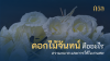 ดอกไม้จันทน์คืออะไร? ความหมาย และการใช้ในงานศพ