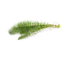 Horsetail extract