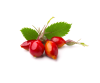 Rosehip extract