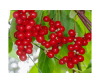 Schisandra extract