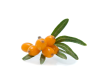 Sea buckthorn extract