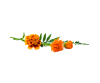 Tagetes extract