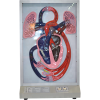 Human Circulatory System Model with light