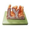 Internal Surface of Jejunum Model ##