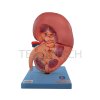 Right Kidney Model##