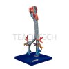 Human Larynx and Trachea Model ##