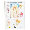 แผ่นนูนโครงสร้างฟัน (Anatomy of the Teeth 3D Poster)