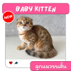 BABY KITTEN ลูกแมว(ขนสั้น) อายุไม่เกิน3เดือน