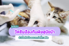 ทาสแมวควรรู้! วัคซีนป้องกันโรคพิษสุนัขบ้าสำหรับแมว ทาสแมวควรรู้! วัคซีนป้องกันโรคพิษสุนัขบ้าสำหรับแมว