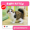 BABY KITTEN ลูกแมว(ขนยาว) อายุไม่เกิน3เดือน