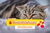 โรคลูคีเมียในแมว (FeLV) ภัยร้ายที่คุกคามชีวิตน้องแมว โรคลูคีเมียในแมว (FeLV) ภัยร้ายที่คุกคามชีวิตน้องแมว