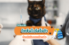 ปกป้องน้องแมวท้องเสียจากโรต้าไวรัสด้วย วัคซีน!