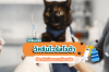 ปกป้องน้องแมวท้องเสียจากโรต้าไวรัสด้วย วัคซีน! ปกป้องน้องแมวท้องเสียจากโรต้าไวรัสด้วย วัคซีน!
