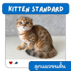 KITTEN STANDARD ลูกแมว (ขนสั้น) 4-8 เดือน