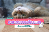 รู้หรือไม่! ภาษากายแมว บ่งบอกอะไร รู้หรือไม่! ภาษากายแมว บ่งบอกอะไร