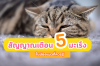 สัญญาณเตือน 5 มะเร็งในน้องแมว สัญญาณเตือน 5 มะเร็งในน้องแมว