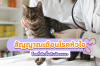 โรคหัวใจในแมว: สัญญาณอันตรายทาสแมวต้องรู้