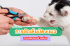 เคล็ดลับการตัดเล็บแมว เพื่อความสุขของเจ้าเหมียว เคล็ดลับการตัดเล็บแมว เพื่อความสุขของเจ้าเหมียว