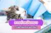 ทำหมันแมว: ทางเลือกที่ใช่ เพื่อชีวิตที่ดีกว่าของเจ้าเหมียว ทำหมันแมว: ทางเลือกที่ใช่ เพื่อชีวิตที่ดีกว่าของเจ้าเหมียว