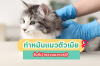 ทำไมการทำหมันแมวตัวเมียถึงสำคัญ? ค้นหาคำตอบได้ที่นี่! ทำไมการทำหมันแมวตัวเมียถึงสำคัญ? ค้นหาคำตอบได้ที่นี่!